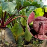 Hvornår skal man høste rødbeder i 2025: to tegn på