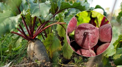Hvornår skal man høste rødbeder i 2025: to tegn på en moden grøntsag er navngivet