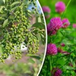 Og du behøver ikke en vejrudsigt: Hvilke planter forudsiger regn?