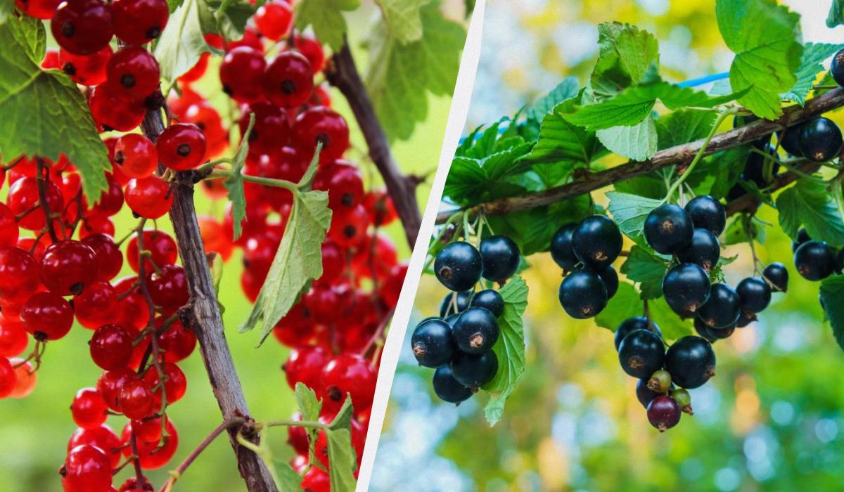 Sådan planter du ribs korrekt om efteråret, så buskene bugner af bær om sommeren
